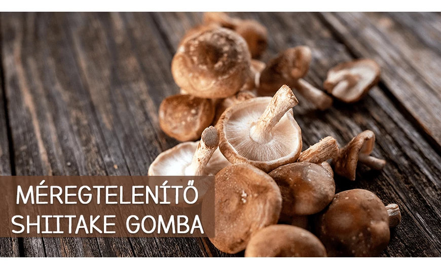 Méregteleníteni is lehet a shiitake gombával!