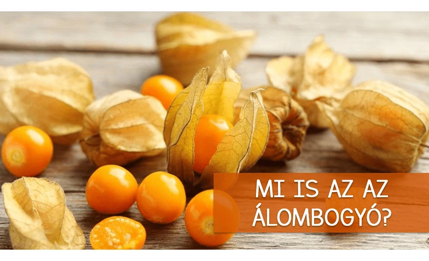 Mi is pontosan az álombogyó?