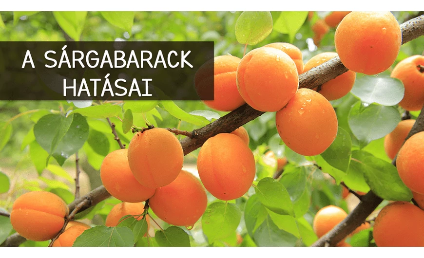 A sárgabarack csodálatos hatásai