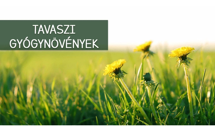 A legjobb tavaszi gyógynövények