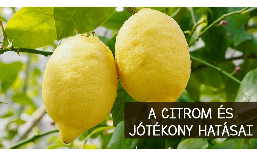 A citromban rejlő erő