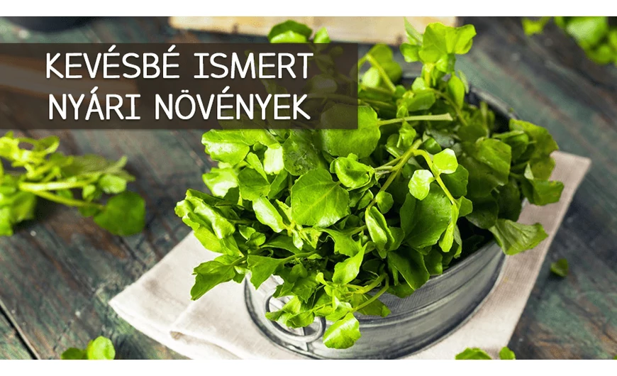 Kevésbé ismert nyári zöldségek és gyümölcsök