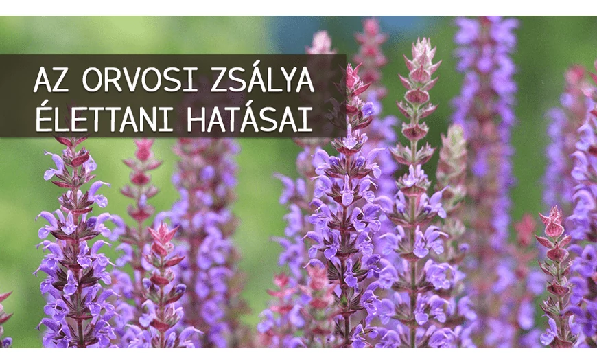 Az orvosi zsálya élettani hatásai