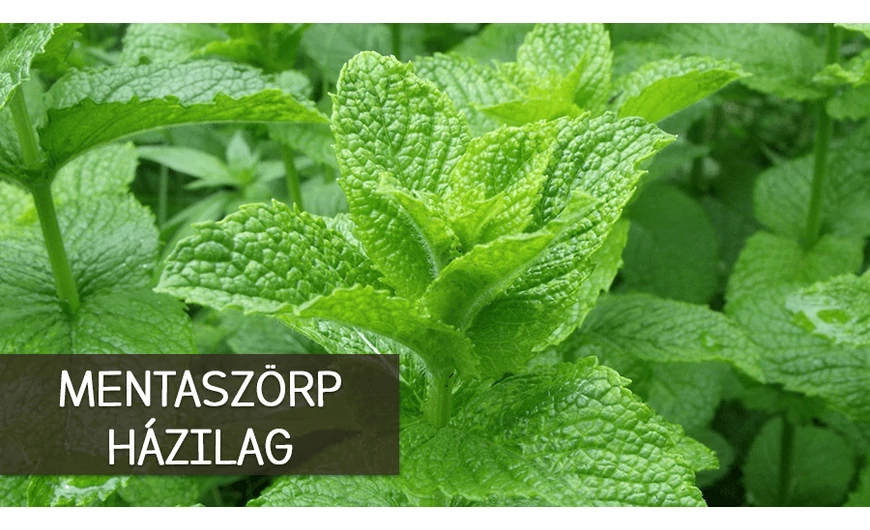 Így készítsünk gyógynövényből szörpöt: mentaszörp