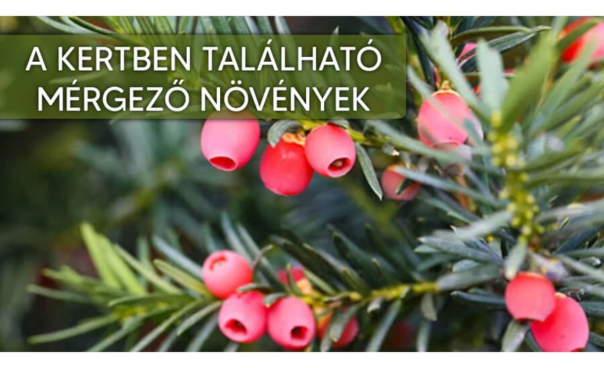 Gyakori mérgező kerti növények