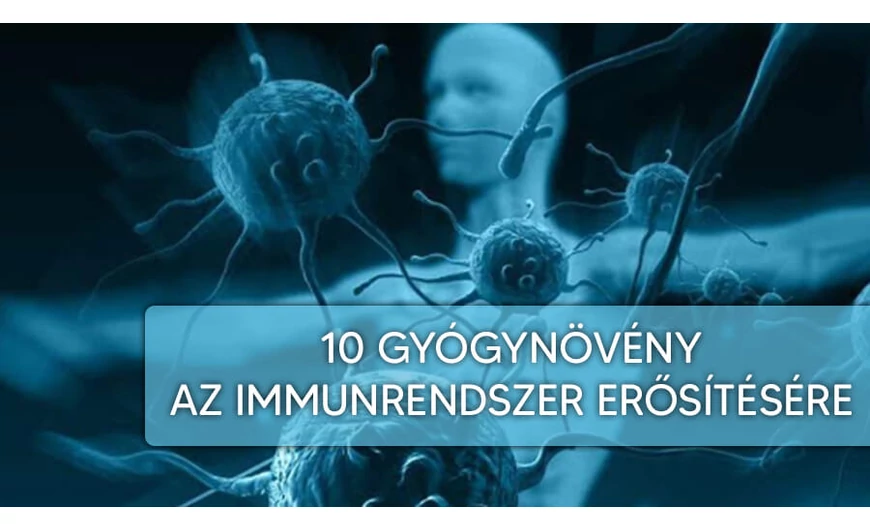 10 legjobb gyógynövény, immunrendszerünk megerősítésére!