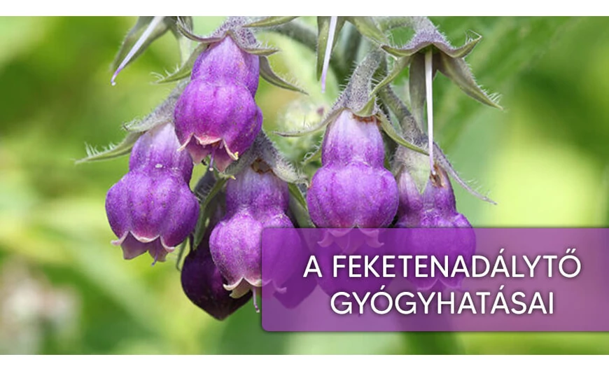 Fekete nadálytő, a csontforrasztó