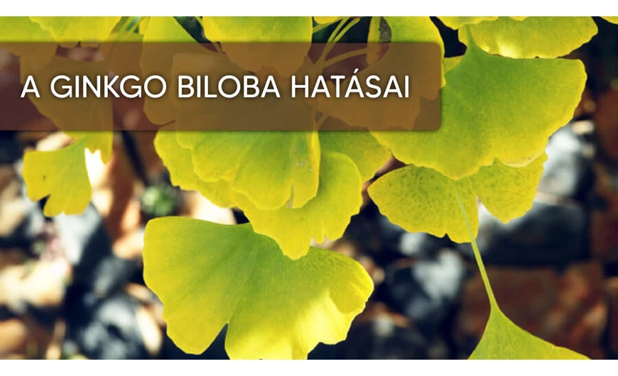 A Ginkgo biloba hatásai