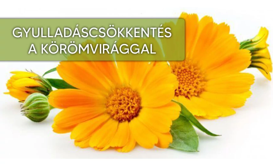 Gyulladáscsökkentés körömvirág segítségével!