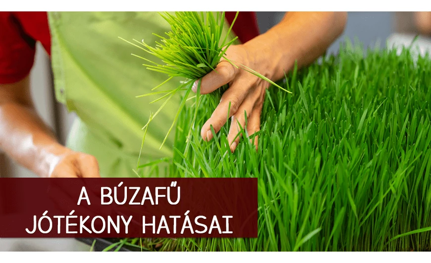 Búzafű, a természetes vitaminforrás