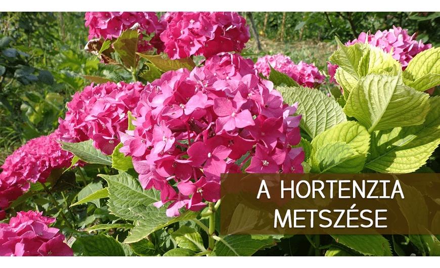 A hortenzia metszése: Mikor és hogyan?