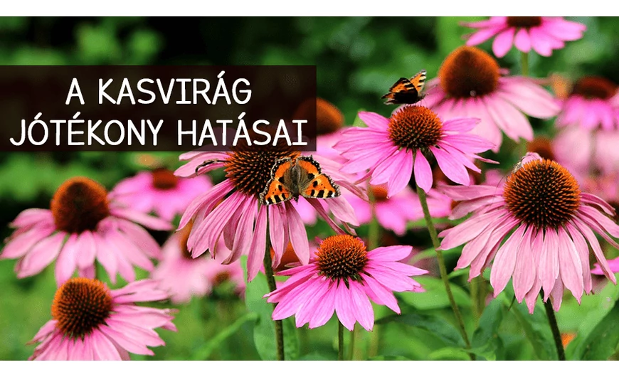 Amit érdemes tudnod a kasvirág jótékony hatásairól!