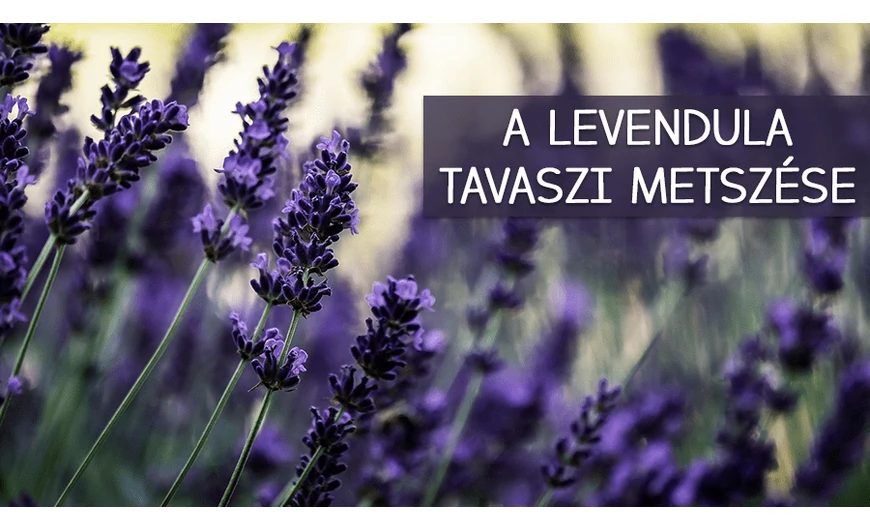 A levendula gondozása és tavaszi metszése