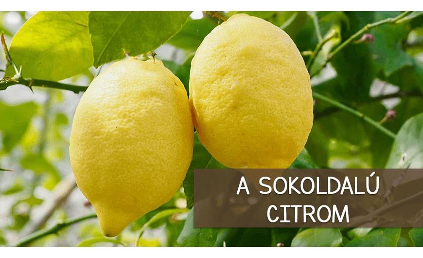 A citrom jótékony hatásai