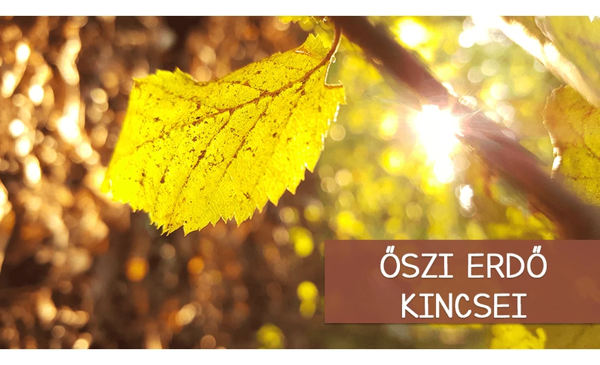 Az őszi erdő kincsei