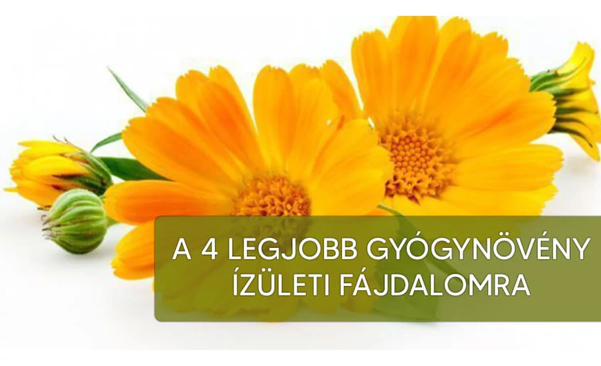 A 4 legjobb gyógynövény ízületi fájdalmakra