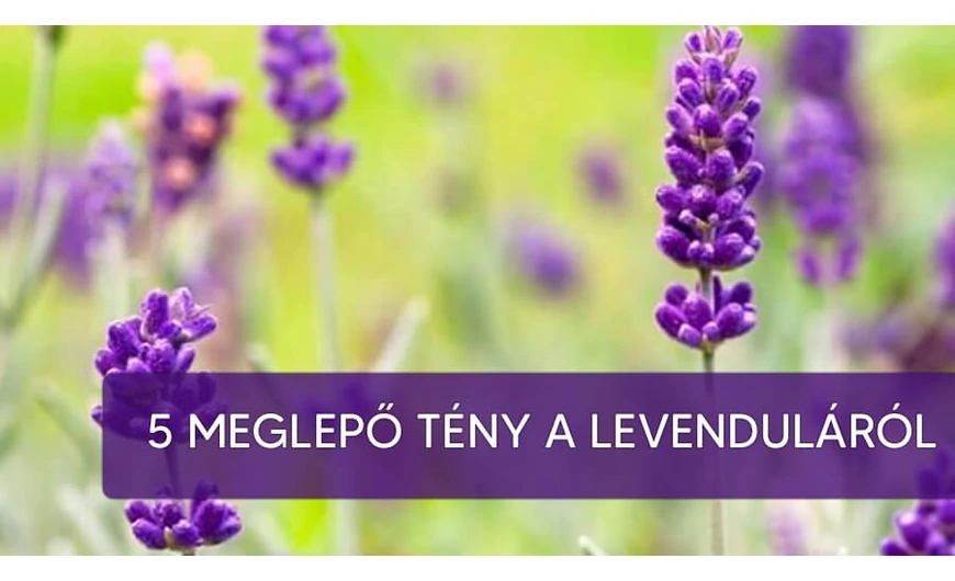 Gyógyító levendula - 5 meglepő tény, amiről még Te sem tudtál