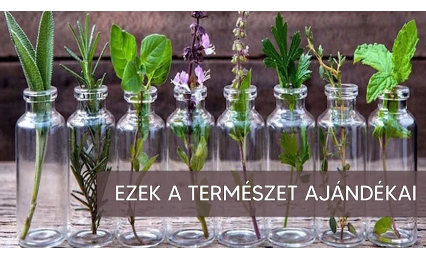 ​A természet ajándékai: A természetes gyógykivonatok