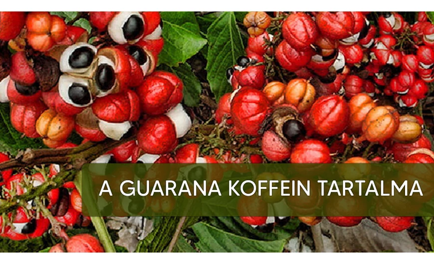 Több a koffein a guarana-ban mint a kávéban!