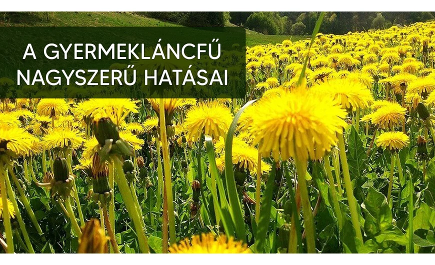 Ismerd meg a gyermekláncfüvet, ezt a nagyszerű gyógynövényt