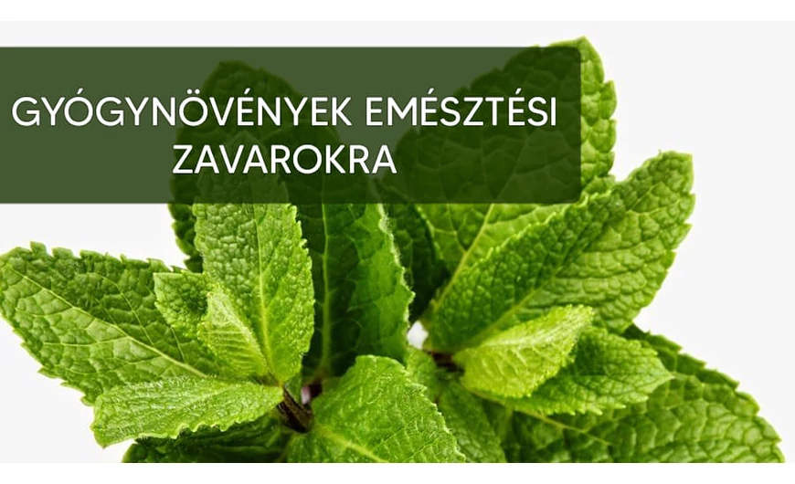 A legjobb ételek emésztési zavarokra
