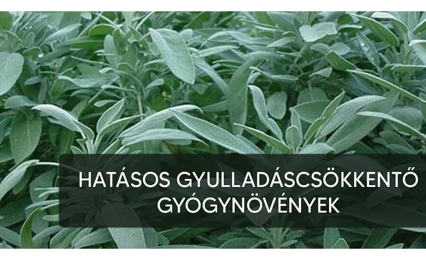 Gyulladáscsökkentő gyógynövények a te szolgálatodban!