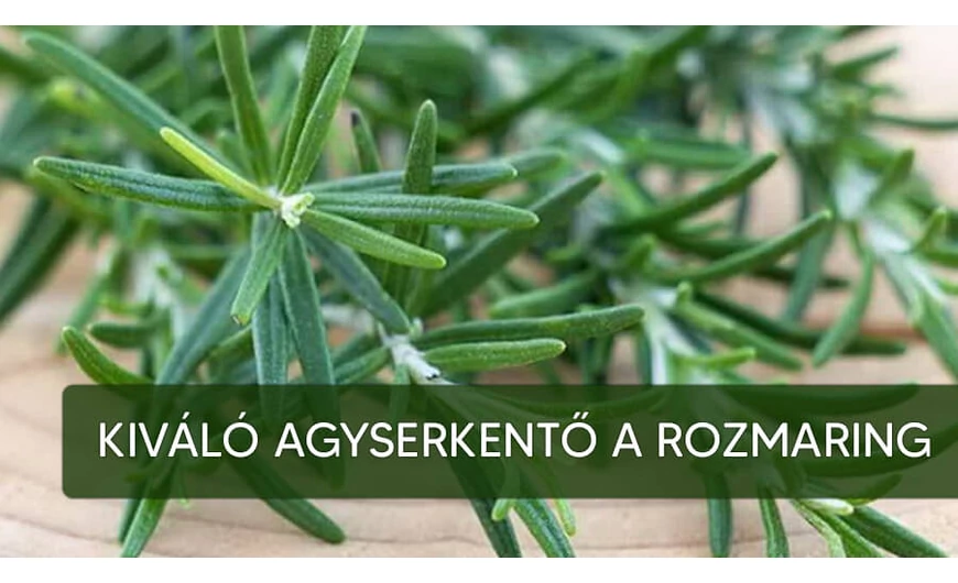 Könnyen felejt? Szagolgasson rozmaringot!