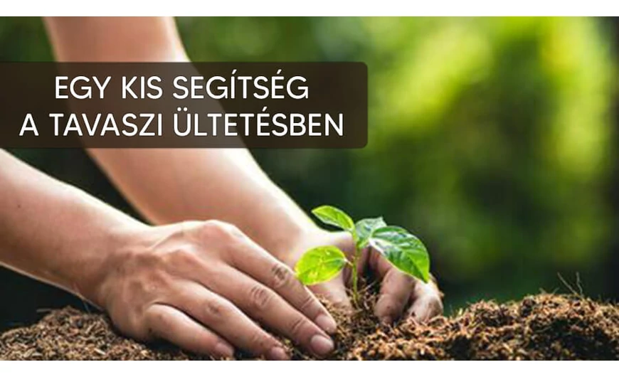 Segítség a tavaszi zöldségek ültetésében