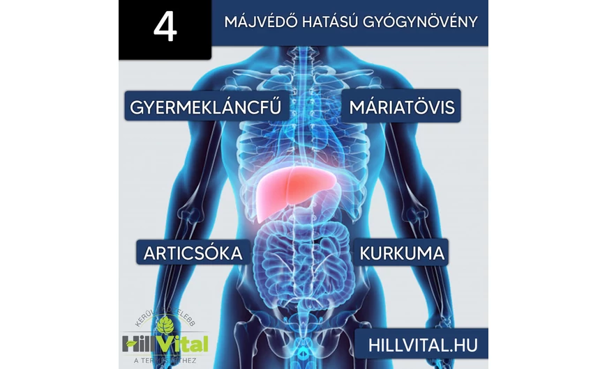 4 gyógynövény májvédő hatással