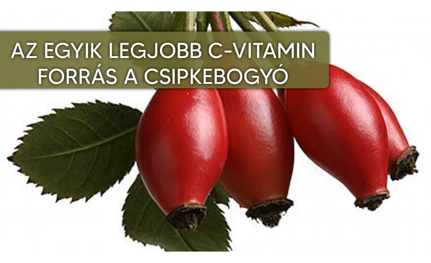 Csipkebogyó, a C-vitamin-bomba!