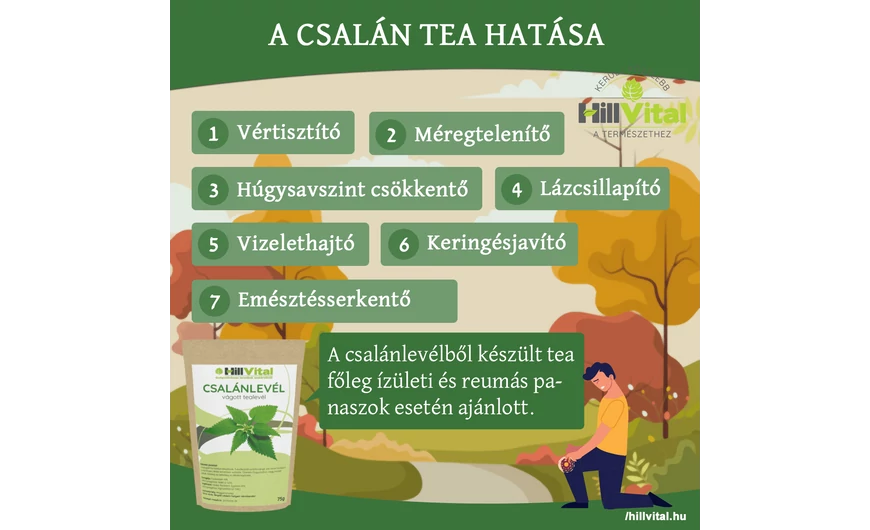 A csalán tea jótékony hatásai