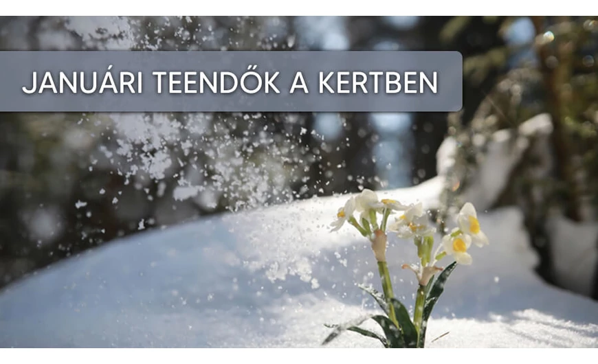 Fontos kerti tennivalók januárban