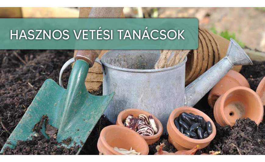 Vetési tanácsok a megfelelő palántákhoz!