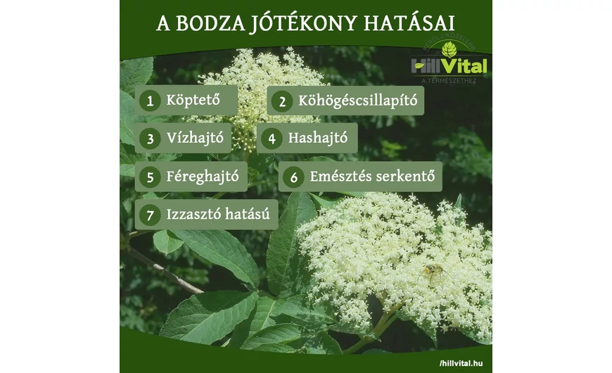 A bodza nagyszerű hatásai