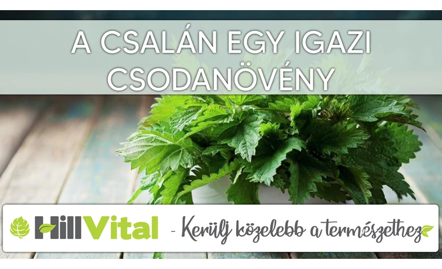 A csalán egy hatásos, ősi gyógynövény
