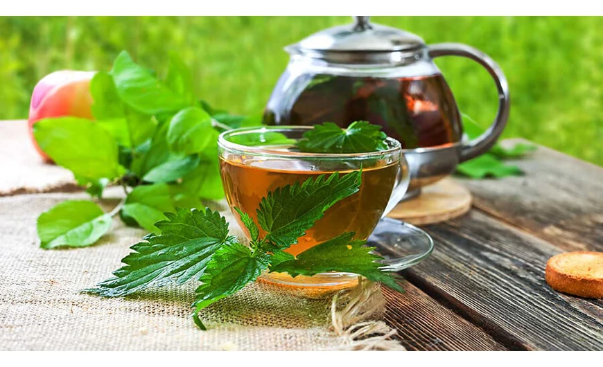 A csalánlevél tea hatásai és megfelelő elkészítése