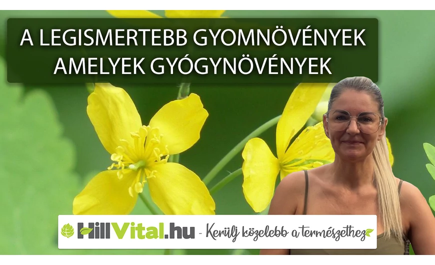 A legismertebb gyomnövények amelyek igazából gyógynövények