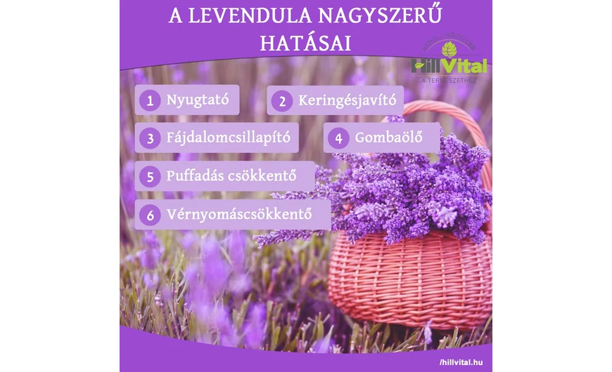 A levendula nagyszerű hatásai