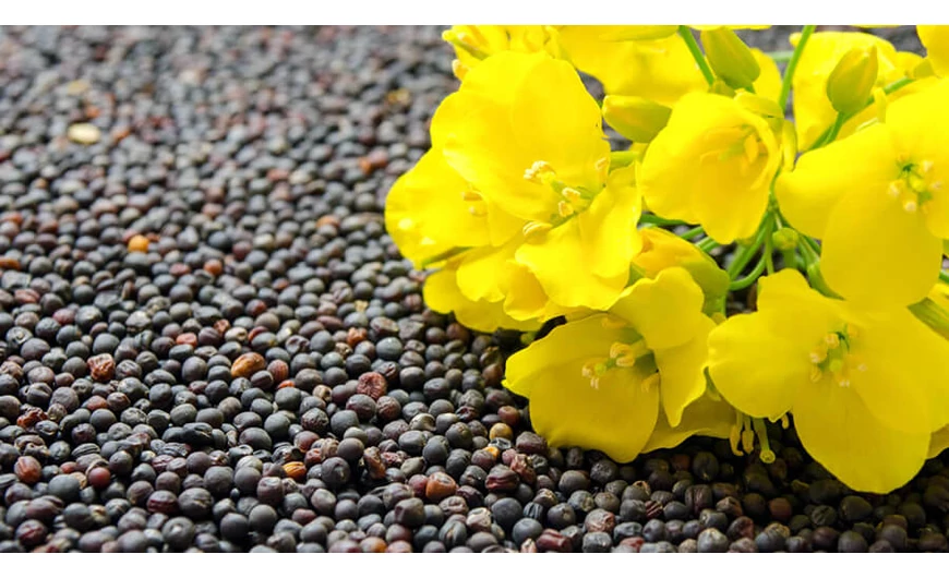 Mégis mi az a canola vagyis a repce? Most kiderül!