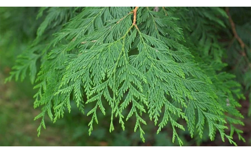 A tuja szakszerű metszése