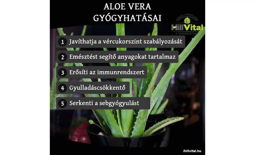 Az aloe vera gyógyhatásai
