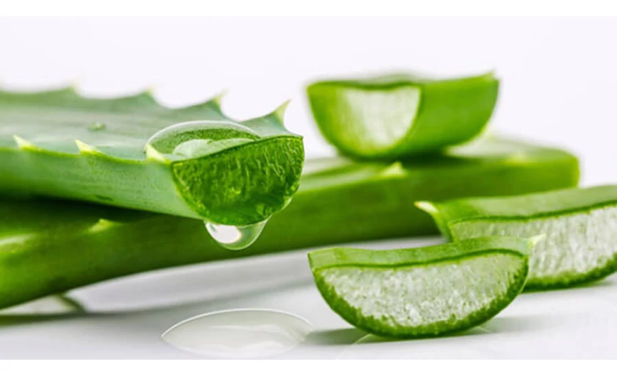 Az aloe vera összetevőinek hatása az emberi szervezetre