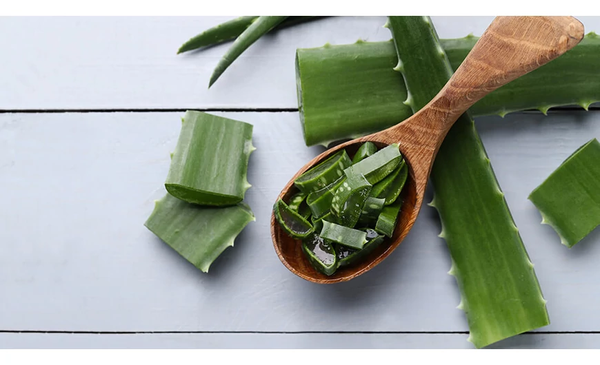 Az aloe vera története és elterjedése