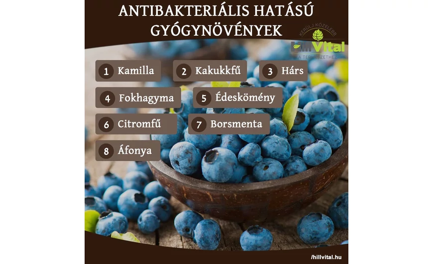 Antibakteriális hatású gyógynövények