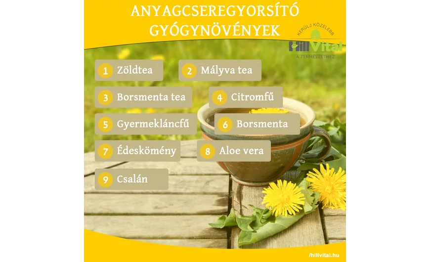 Anyagcseregyorsító gyógynövények