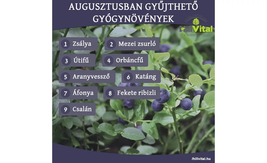 Augusztusban gyűjthető gyógynövények