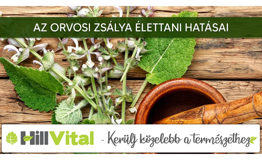 Az orvosi zsálya élettani hatásai