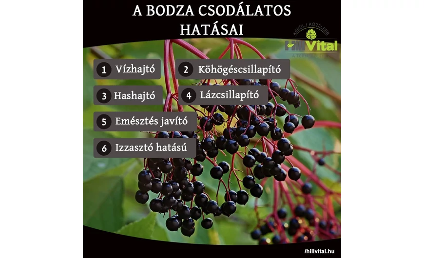 A bodza csodálatos hatásai