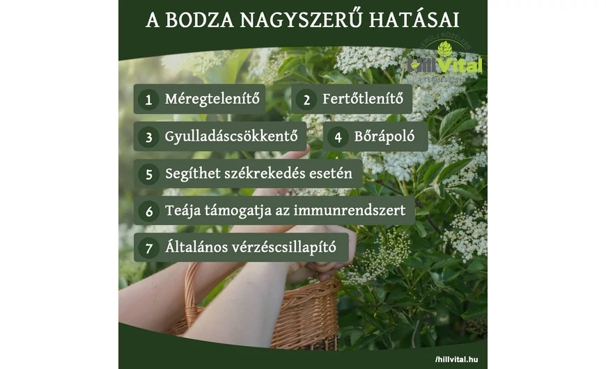 A bodza hatásai