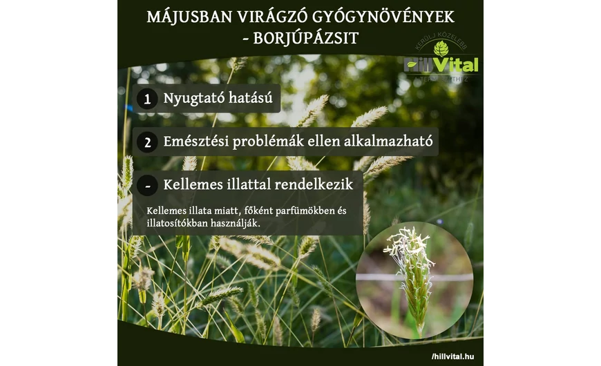 Májusban virágzó gyógynövények - Borjúpázsit
